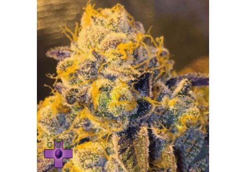 Gage Green Seeds Aymi