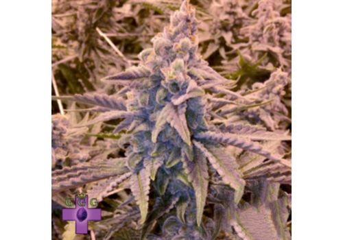 Gage Green Seeds Cardinal