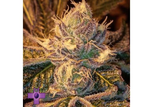 Gage Green Seeds Floruit
