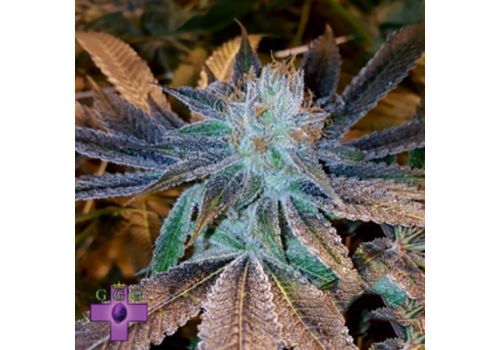 Gage Green Seeds Lady Daze