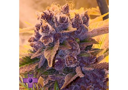 Gage Green Seeds Last Tango