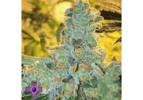 Gage Green Seeds Lucid Blue