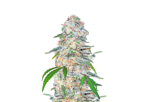 FastBuds Seeds Blue Dream'matic