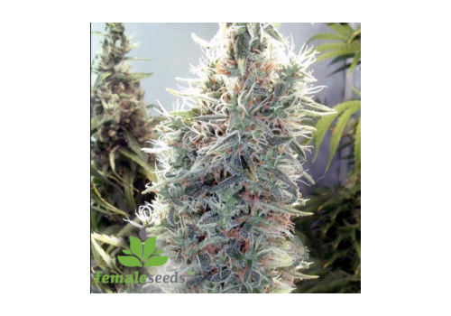 Female Seeds C99