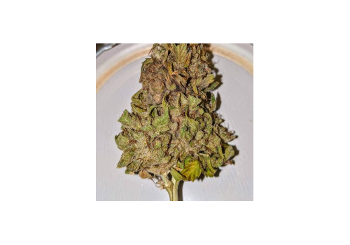 KC Brains Space Mango AUTO