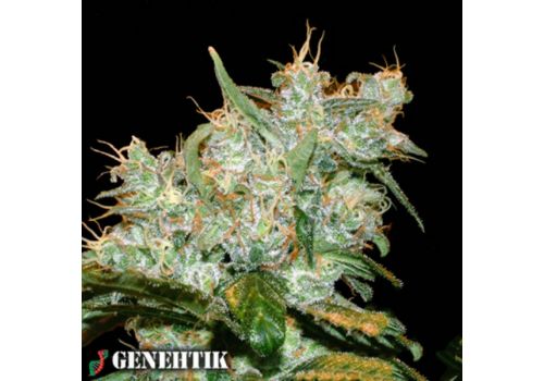 Genehtik Seeds AK Auto Goxuak