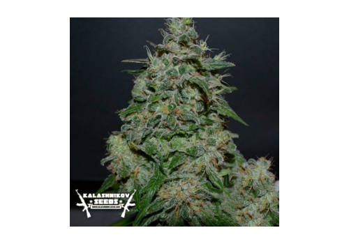 Kalashnikov Seeds AK Kush Express