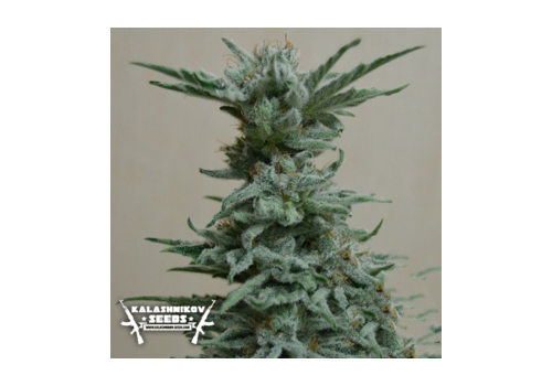 Kalashnikov Seeds AK Skunk