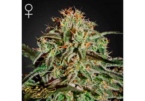 Green House Seeds AMS