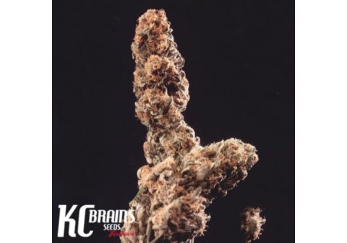 KC Brains Afghani Special