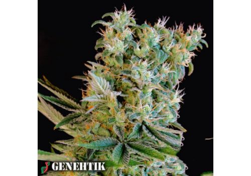 Genehtik Seeds Amnesia Bilbo