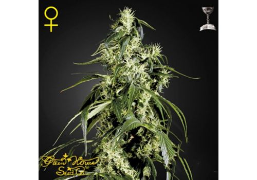 Green House Seeds Arjan's Haze #1