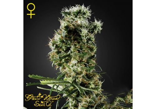 Green House Seeds Arjan's Haze #2