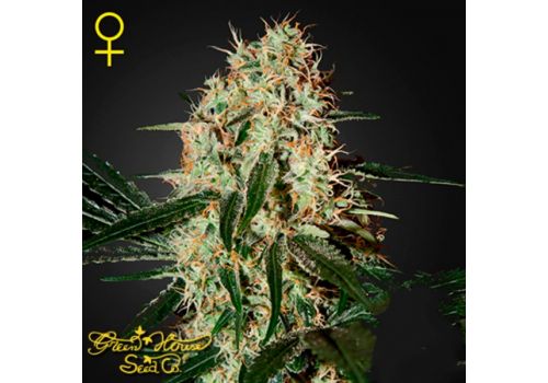 Green House Seeds Arjan's Haze#3
