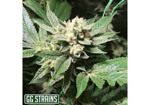 GG Strains Seeds Original Glue (GG4) aka Gorilla Glue 4