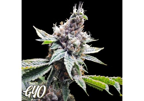 GYO by DNA Genetics Florida OG
