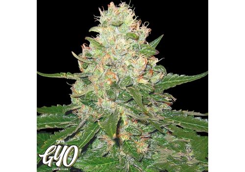 GYO by DNA Genetics RockLock