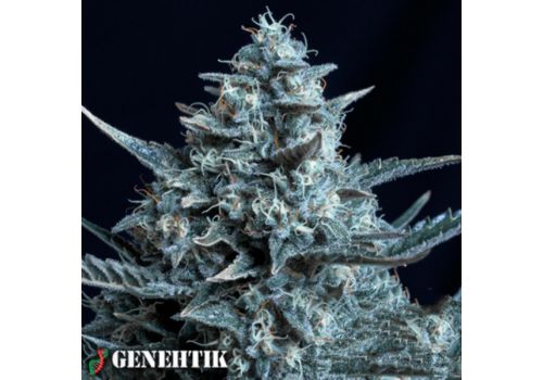 Genehtik Seeds Blubonik