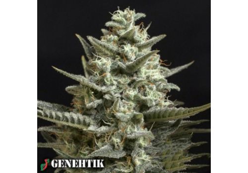 Genehtik Seeds Sweet Bilbo