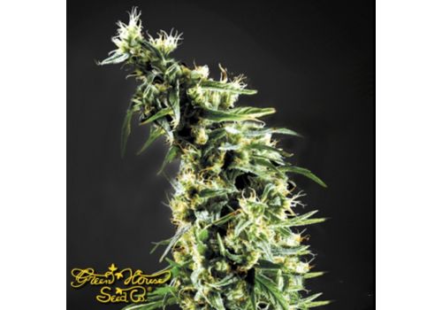 Green House Seeds Hawaiian Snow