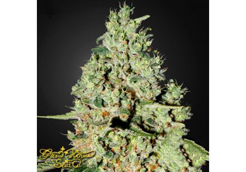 Green House Seeds Super Critical