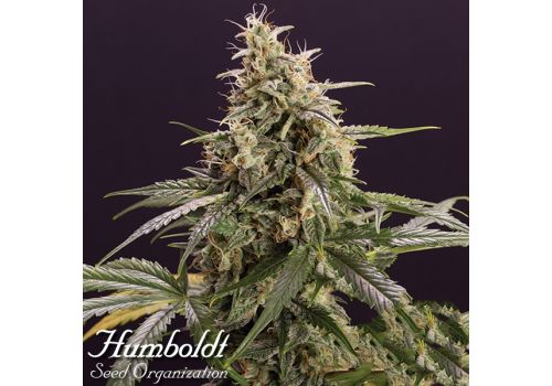 Humboldt Seed Organization AUTOMATIC Chem-Bomb