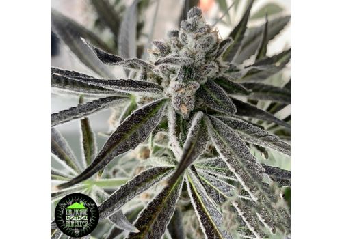 In House Genetics Divine Storm