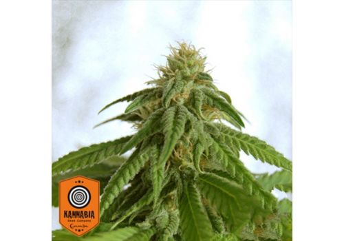 Kannabia Seeds Afrodite