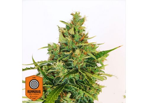 Kannabia Seeds Amnesi-K Lemon