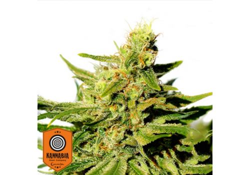 Kannabia Seeds BCN Diesel CBD