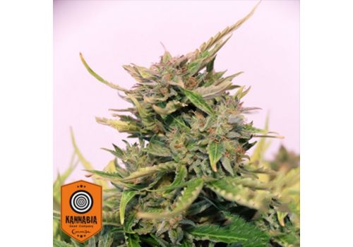 Kannabia Seeds Baby Boom Auto CBD
