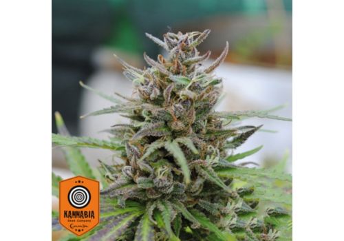 Kannabia Seeds AUTO Baby Boom