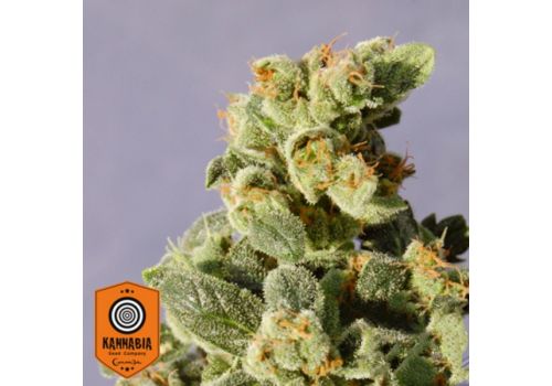 Kannabia Seeds AUTO Gnomo