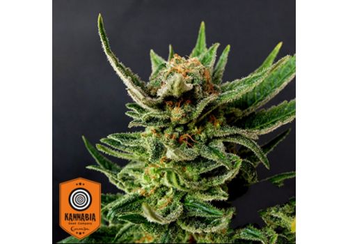 Kannabia Seeds Gypsy Kush aka Faraona