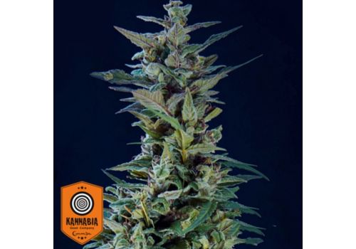 Kannabia Seeds Kama Kush CBD