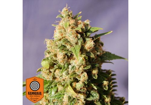 Kannabia Seeds Kiss AKA Queso