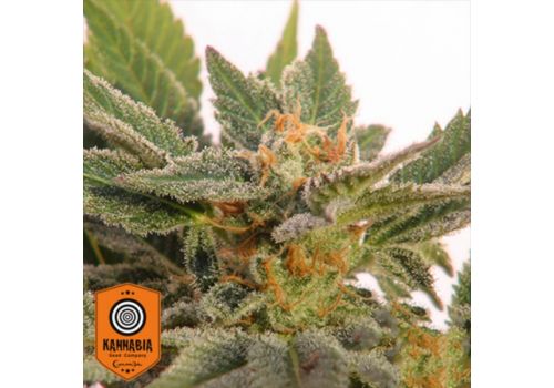 Kannabia Seeds AUTO Kritic