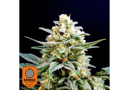 Kannabia Seeds Kritikal-K