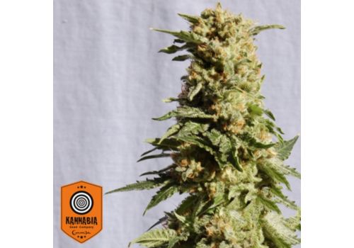 Kannabia Seeds La Blanca