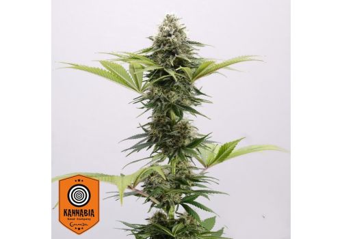 Kannabia Seeds Mama Cultiva