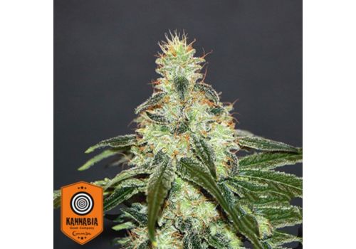 Kannabia Seeds Mataro Blue CBD