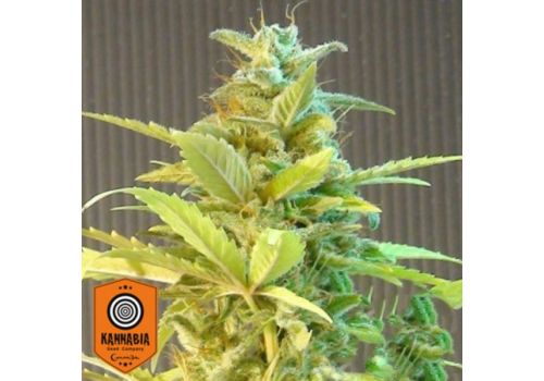 Kannabia Seeds MAX AUTO La Blanca