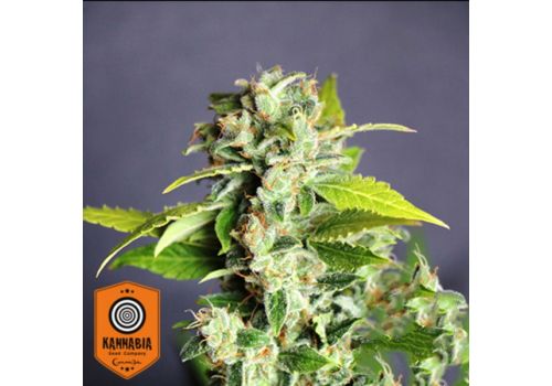 Kannabia Seeds AUTO Mikromachine