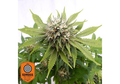 Kannabia Seeds Silver Widow