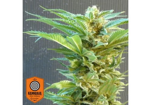 Kannabia Seeds Thai Fantasy