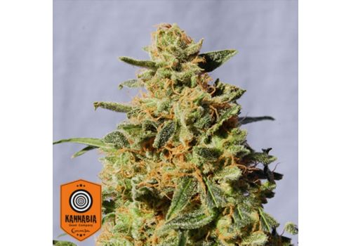 Kannabia Seeds White Domina