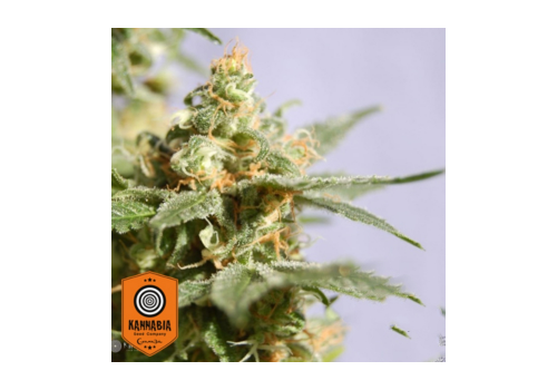 Kannabia Seeds Smile