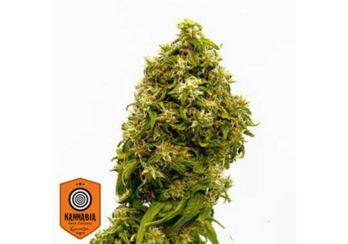 Kannabia Seeds Swiss Dream CBD