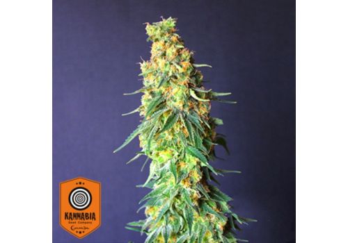 Kannabia Seeds White Domina CBD