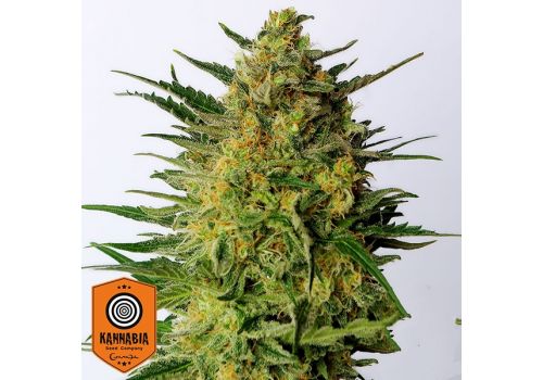 Kannabia Seeds Super AK